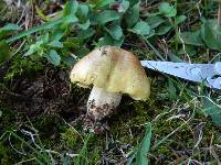 Tricholoma intermedium image