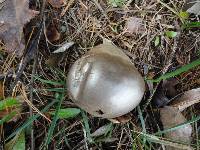 Lycoperdon umbrinum image