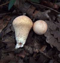 Lycoperdon molle image