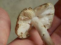 Amanita citrina f. lavendula image