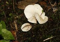 Pleurotus dryinus image