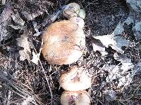 Lactarius rubrilacteus image