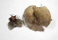 Clitocybe odora image