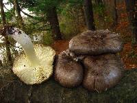 Tricholoma portentosum image