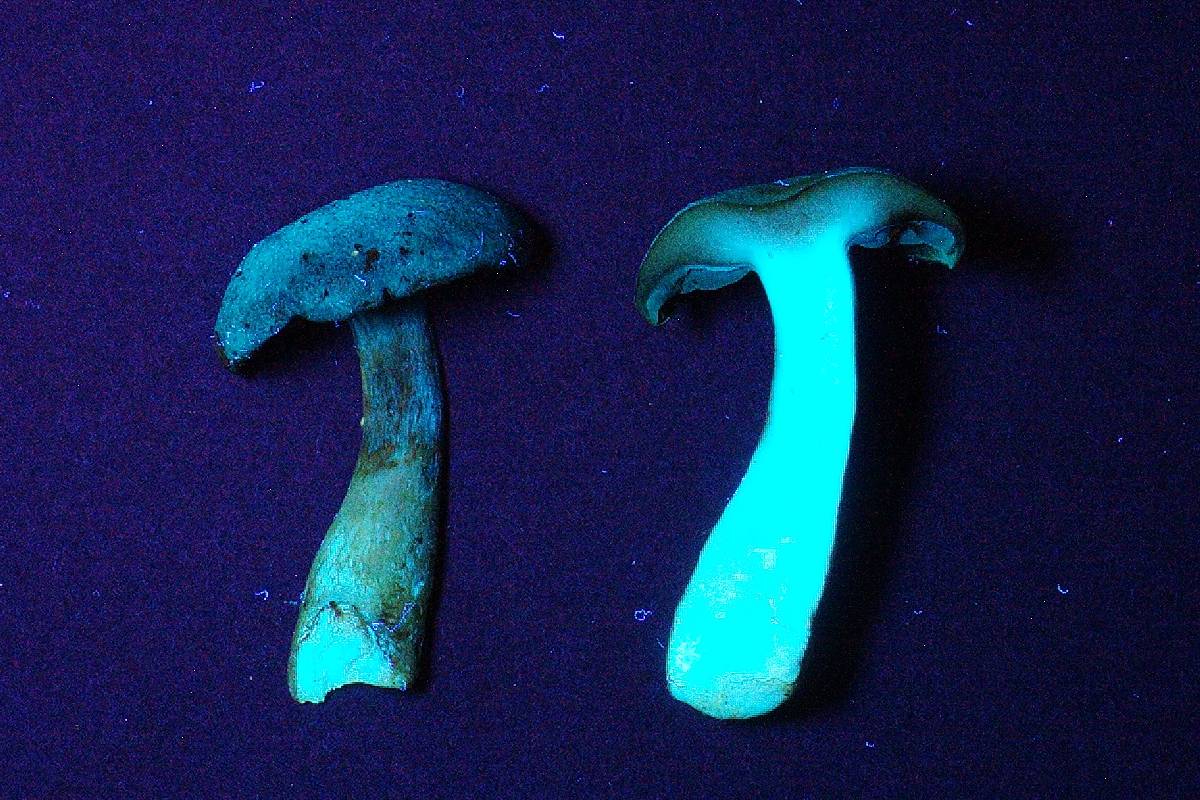 Cortinarius subtortus image