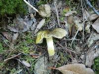 Tricholoma sejunctum image