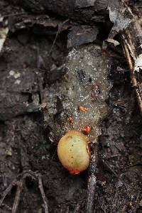 Calostoma cinnabarinum image