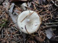 Hygrophorus agathosmus image