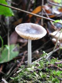 Pluteus phlebophorus image