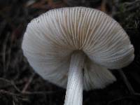 Pluteus podospileus image