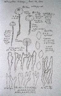 Mycetinis applanatipes image