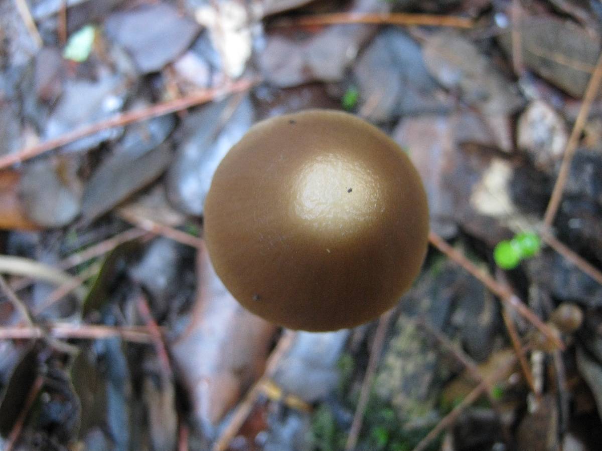 Parasola conopilea image