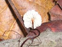 Marasmius quercophilus image