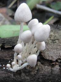 Psathyrella marcescibilis var. virginea image