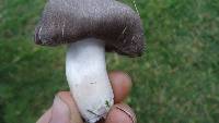 Tricholoma terreum image