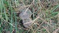 Tricholoma terreum image