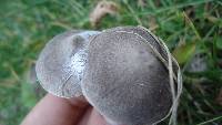 Tricholoma terreum image