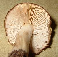 Tricholoma fumosoluteum image