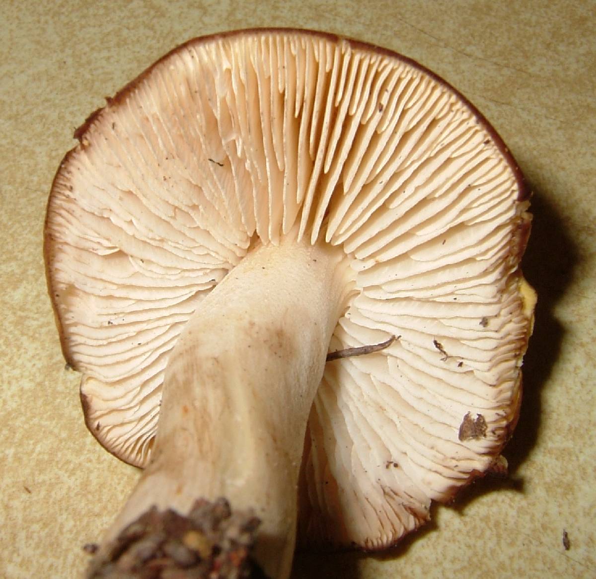 Tricholoma fumosoluteum image