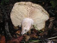 Paxillus involutus image