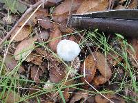 Clitocybe odora image