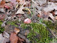 Hygrophorus russula image