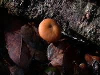 Polyporus leptocephalus image