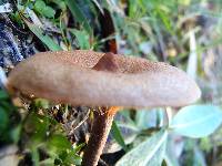 Lactarius camphoratus image