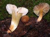 Pluteus romellii image