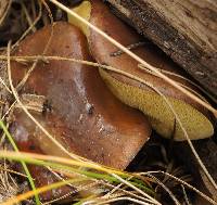 Suillus brevipes image