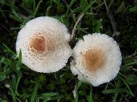 Lepiota cristata image