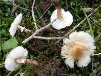Lepiota cristata image