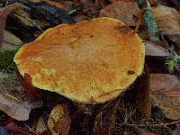 Suillus caerulescens image