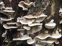 Bjerkandera adusta image