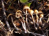 Psilocybe pelliculosa image