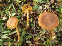 Cortinarius croceus image