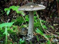 Amanita constricta image