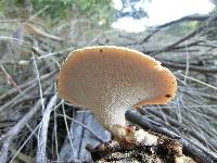 Polyporus tuberaster image