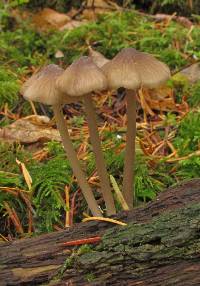 Mycena galericulata image