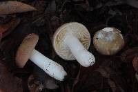 Russula abietina image