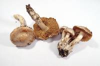 Cortinarius barbatus image