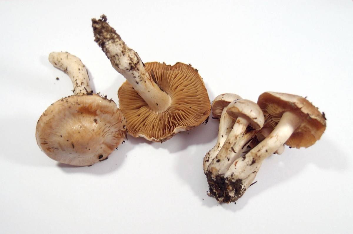 Cortinarius barbatus image