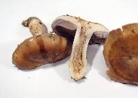 Cortinarius glaucopus image