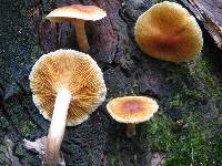 Gymnopilus penetrans image