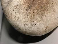 Agaricus californicus image