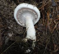 Agaricus benesii image