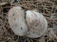 Agaricus impudicus image