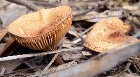 Lactarius camphoratus image