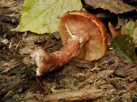 Armillaria nabsnona image