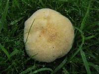 Lycoperdon pratense image